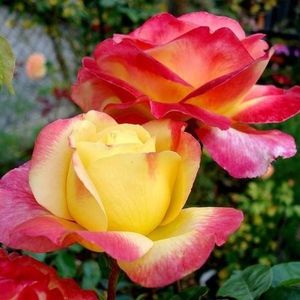 pullman-orient-express-trandafir-urcator-4_