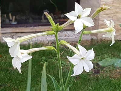 Regina...; Sosita in gradina din greseala, impreuna cu un trandafir nou.
