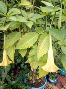 2019- si in acest an brugmansia....