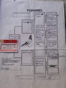 Pedigree M-10-Cobzarul