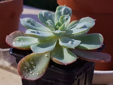 Echeveria Rain drops- renascuta