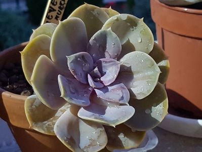 Echeveria Perl von Nuremberg