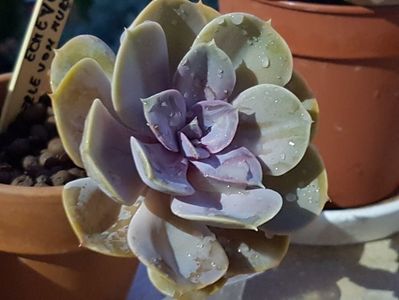 Echeveria Perl von Nuremberg