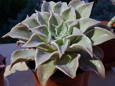 Echeveria Madiba