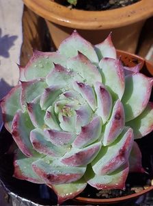 Echeveria Chihuahuensis