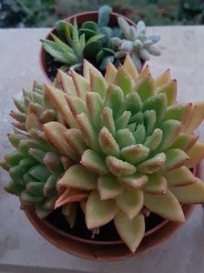 Echeveria agavoides