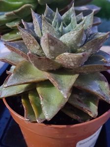 Echeveria purpusorum