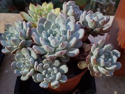 Echeveria Cuspidata Zaragoza