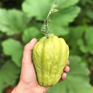 chayote; comestibil si delicios !
