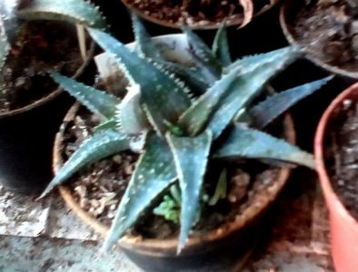 Aloe cv Fuyi