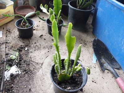 nr 2 neidentificata 40