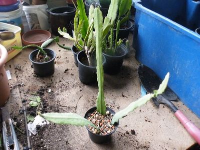 lepisium monacanthum 25 bucata
