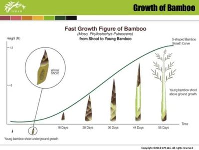 moso-bamboo-diagrama-crestere