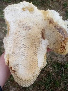 Fagure cu miere; Asa arata un fagure natural ce contine miere bio,propolis si capaceala.NU contine nici o urma de chimicale.Sa produci asa ceva este foarte greu.
