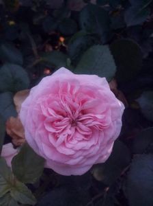 received_561161894693230