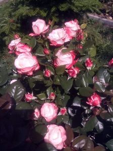 received_538104693432155