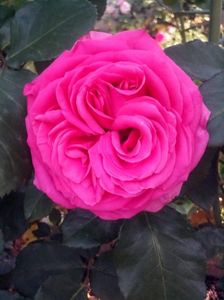 received_553059328837546