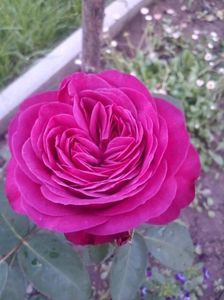 received_412527769695852