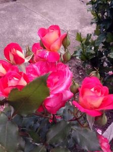 received_954353254928016