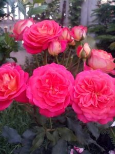 received_510669886439375