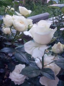 received_2390057461259324