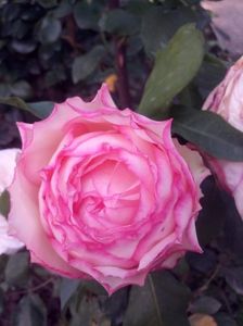 received_2107625036006203