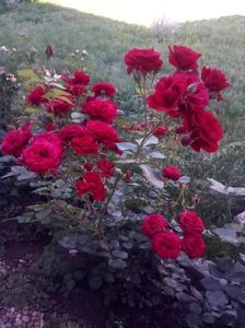 received_814560178967384