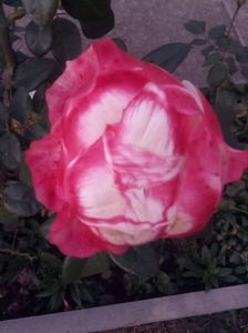 received_2532428223644290