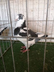 1-0  2019 VANDUT