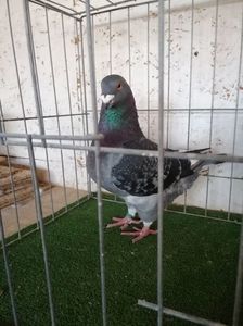 1-0  2019 VANDUT