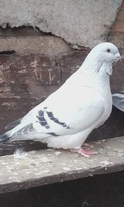 Același