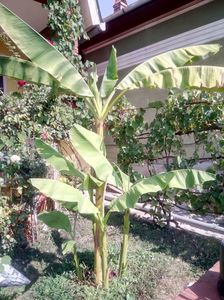 Bananul din fata casei- nr1-....