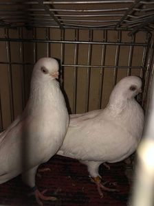 1B4D406D-D0A2-4747-935B-C074A229A4E2