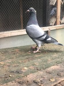 150 euro; Fiu din 644961-2015 locul 13 Tartu 1.568 km zona de sud a României , locul 4 Dolj

