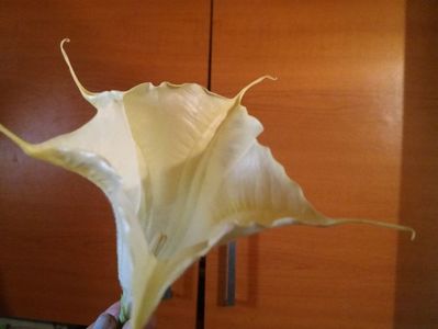 Brugmasia galbena