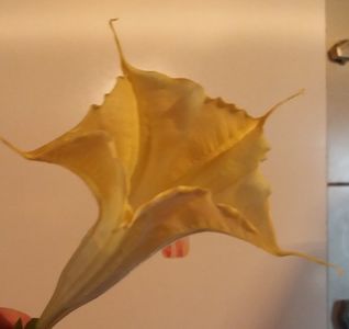 Galbena mea