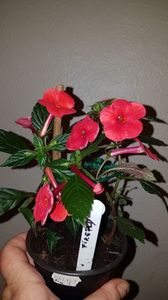 IMG-20190827-WA0032