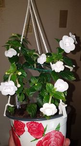 IMG-20190917-WA0022; Double picotte rose
