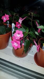 IMG-20190828-WA0059; Rosy Frost

