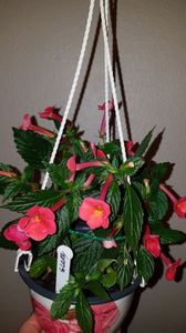 IMG-20190827-WA0059