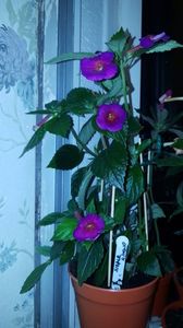 IMG-20190828-WA0088