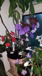 IMG-20190905-WA0140