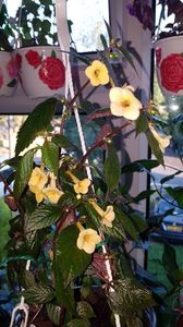 IMG-20190907-WA0029; Yellow Beauty
