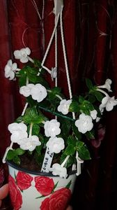 IMG-20190927-WA0036; Double picote rose
