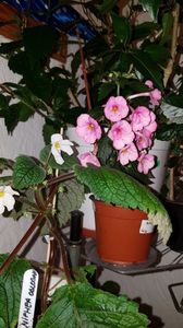 IMG-20190828-WA0158; Niphea Oblogna si Caprice,dreapta
