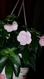 IMG-20190927-WA0057