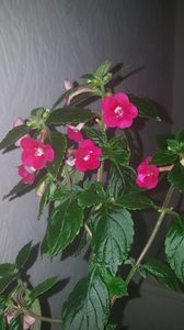 IMG-20190930-WA0011