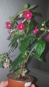 IMG-20190930-WA0009