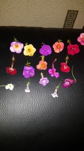 IMG-20190919-WA0007