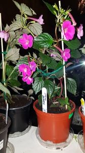 IMG-20190828-WA0099